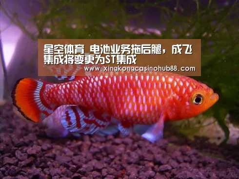 星空体育_电池业务拖后腿,成飞集成将变更为ST集成(图3) 星空体育